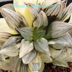 WATERMELON VARIEGADA- CLUSTER -