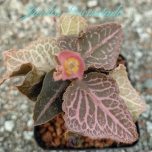 FRANCOISII HYBRID - N50 -