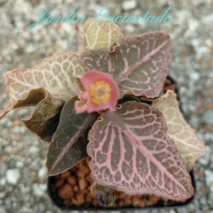 FRANCOISII HYBRID - N50 -