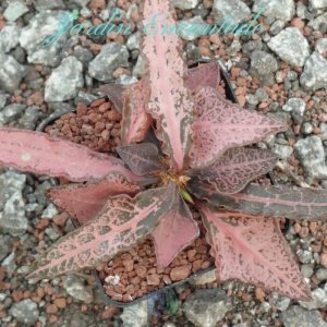 FRANCOISII VAR ROJO- A -