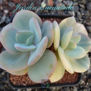 HAKUHOU VAR -2H- C -