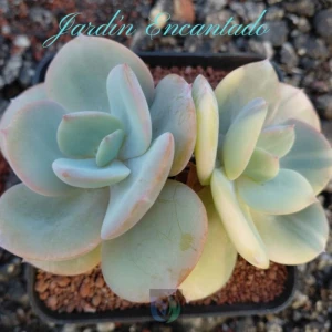 HAKUHOU VAR -2H- C -