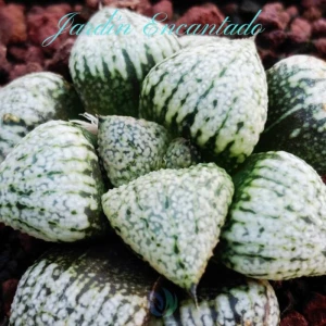 PICTA HYBRID