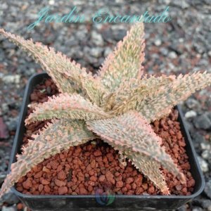 ALOE SERIE 1- 23