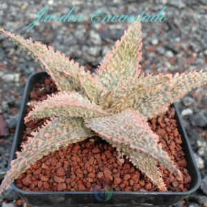 ALOE SERIE 1- 23