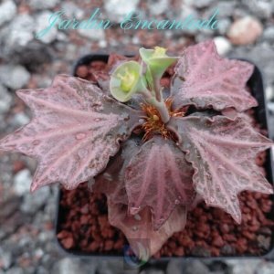 FRANCOISII HYBRID- N52 -