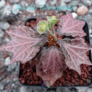 FRANCOISII HYBRID- N52 -