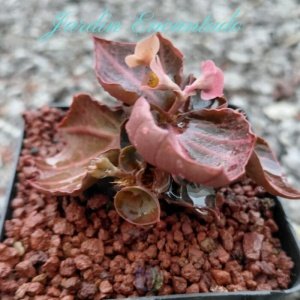 FRANCOISII HYBRID - N53-