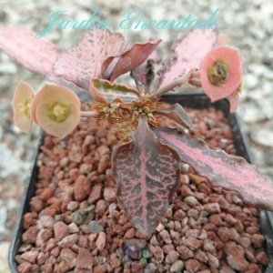 FRANCOISII VAR ROJO - B-