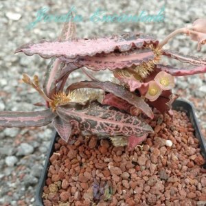 FRANCOISII VAR ROJO - C-