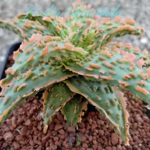 ALOE SERIE 1- 19