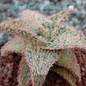 ALOE SERIE 1-20
