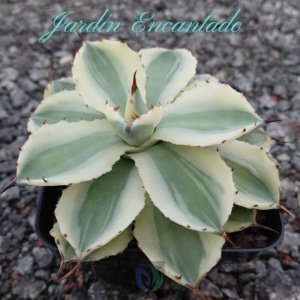 DESERT DIAMOND VARIEGADO