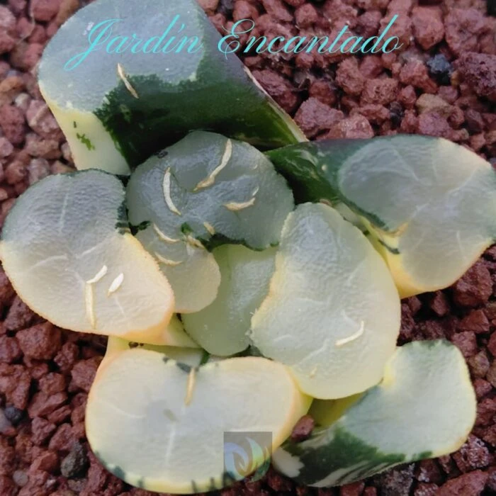 DAMING LAKE VARIEGADO - Image 9