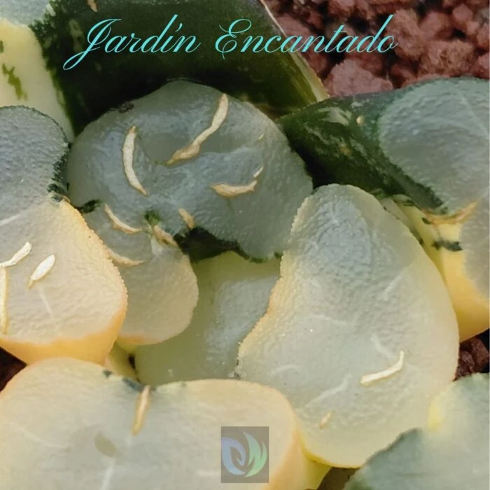 DAMING LAKE VARIEGADO - Image 10