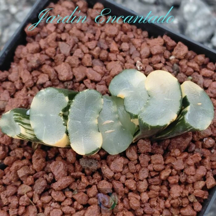 DAMING LAKE VARIEGADO - Image 11