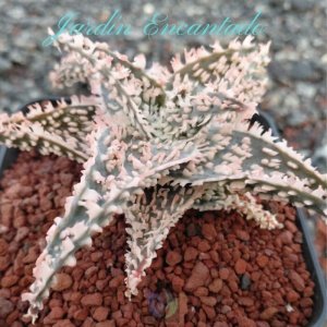 ALOE SERIE 2- 17