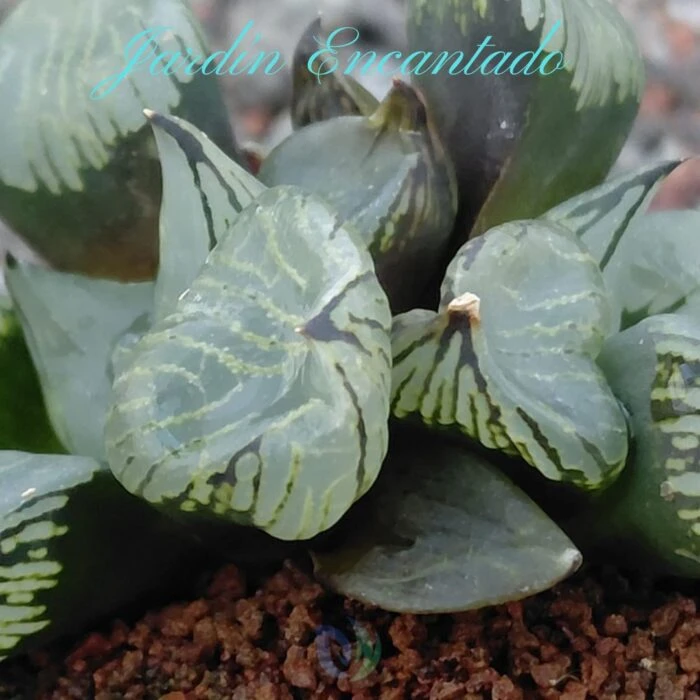 FIRST LOVE MUTANT - Image 3