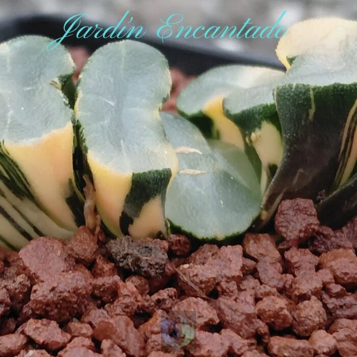 DAMING LAKE VARIEGADO - Image 3