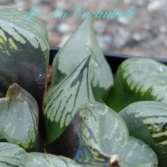 FIRST LOVE MUTANT - Image 4