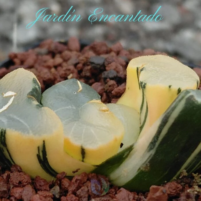 DAMING LAKE VARIEGADO - Image 4