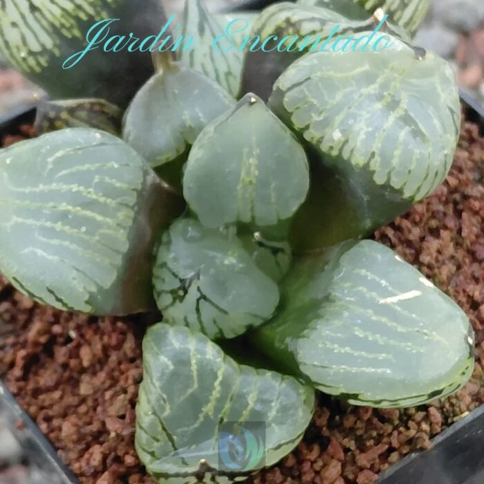 FIRST LOVE MUTANT - Image 5