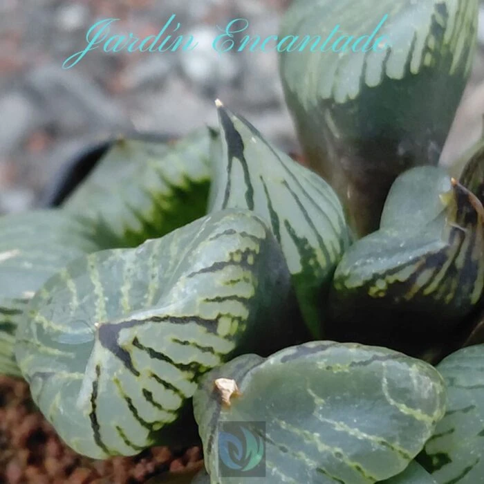 FIRST LOVE MUTANT - Image 6