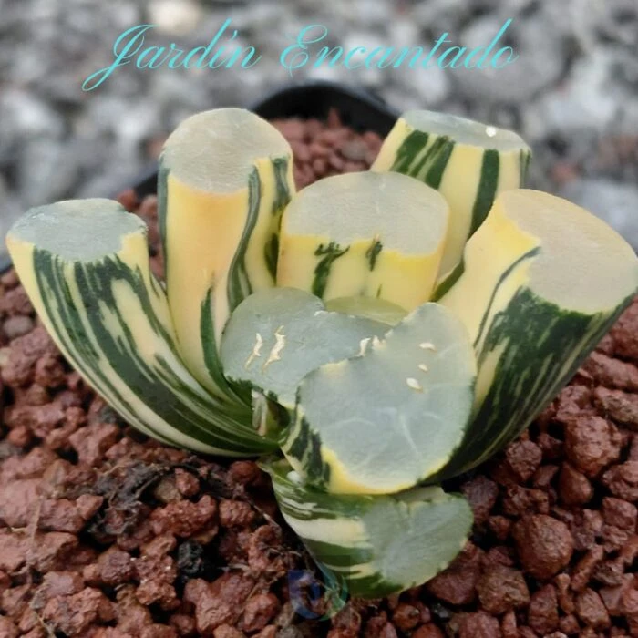 DAMING LAKE VARIEGADO - Image 5