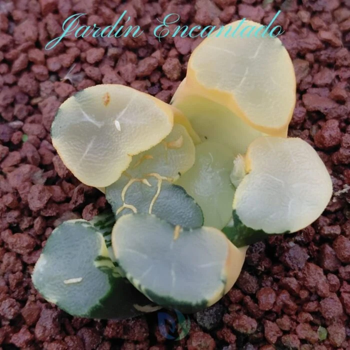 DAMING LAKE VARIEGADO - Image 6