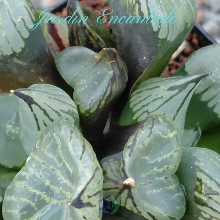 FIRST LOVE MUTANT - Image 7