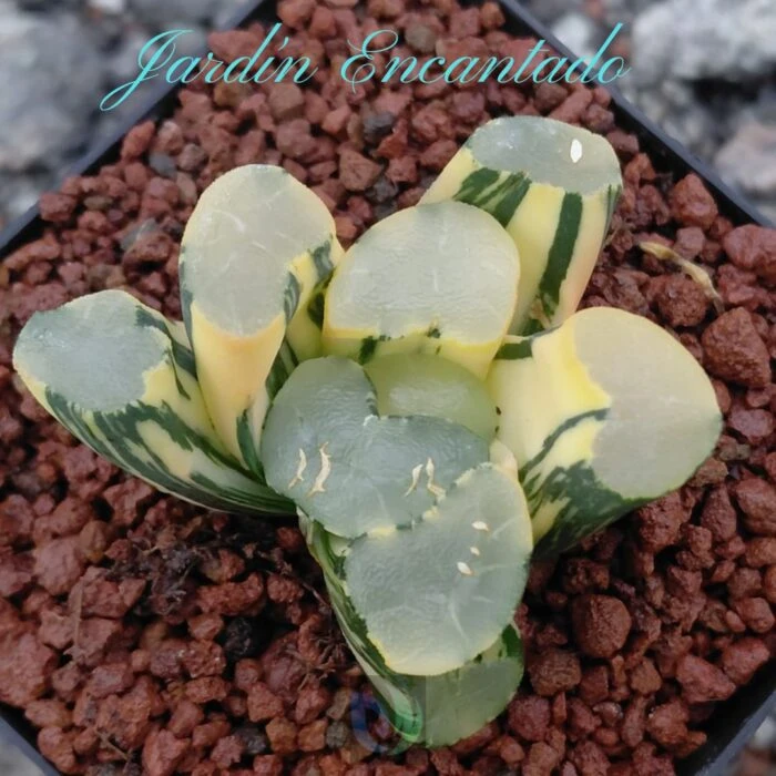 DAMING LAKE VARIEGADO - Image 7