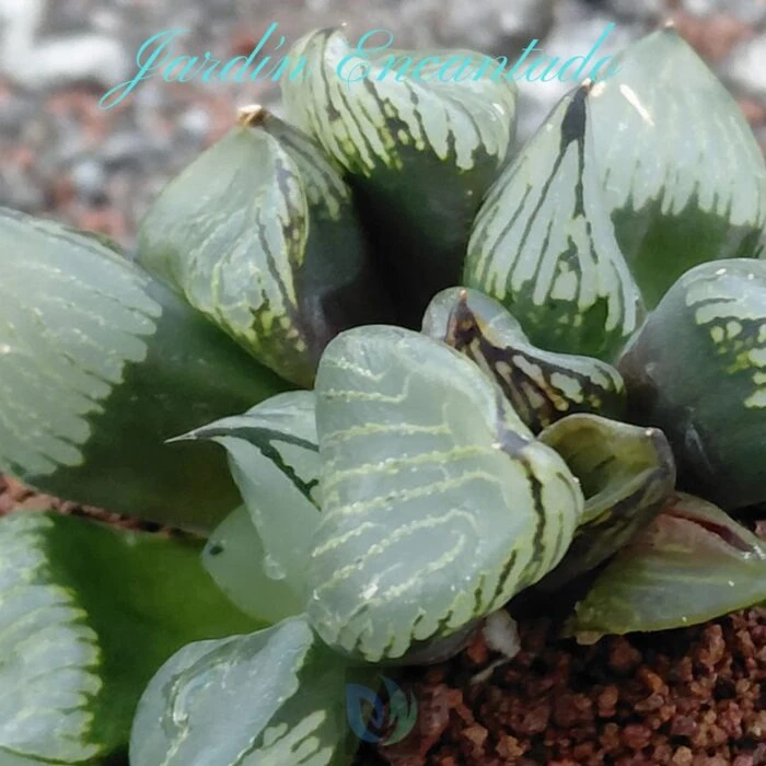 FIRST LOVE MUTANT - Image 8