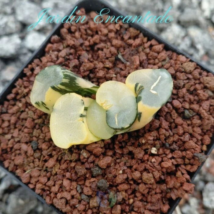 DAMING LAKE VARIEGADO - Image 8