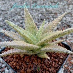 ALOE SERIE 1- 25