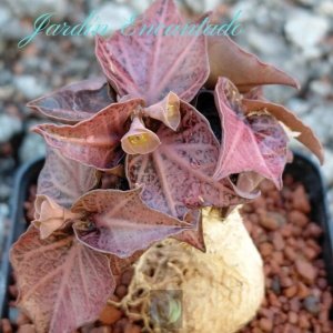 FRANCOISII HYBRID -N56-
