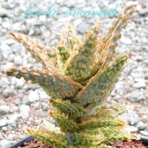 ALOE SERIE 1-26