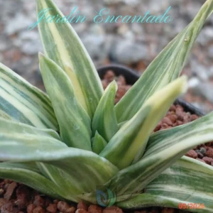HARD LEAF TYPE WHITE EDGE VARIEGATA