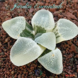 PYGMAEA ICE DIAMOND FROSTED VAR - G -