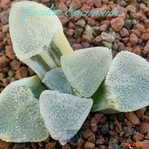 PYGMAEA ICE DIAMOND FROSTED VAR - CH -