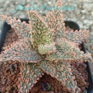 ALOE SERIE 2- 18