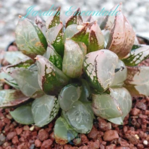 ICE QUEEN CRESTADA - G -