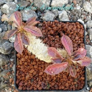 FRANCOISII HYBRID - N 55-