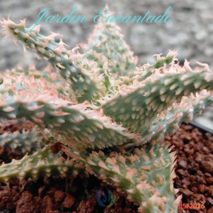 ALOE -193 - - Image 3
