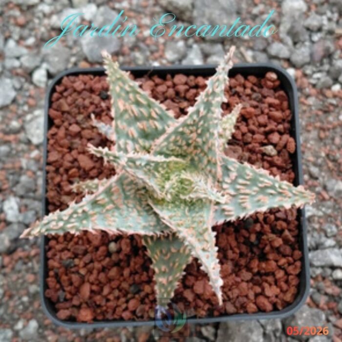 ALOE -193 - - Image 4
