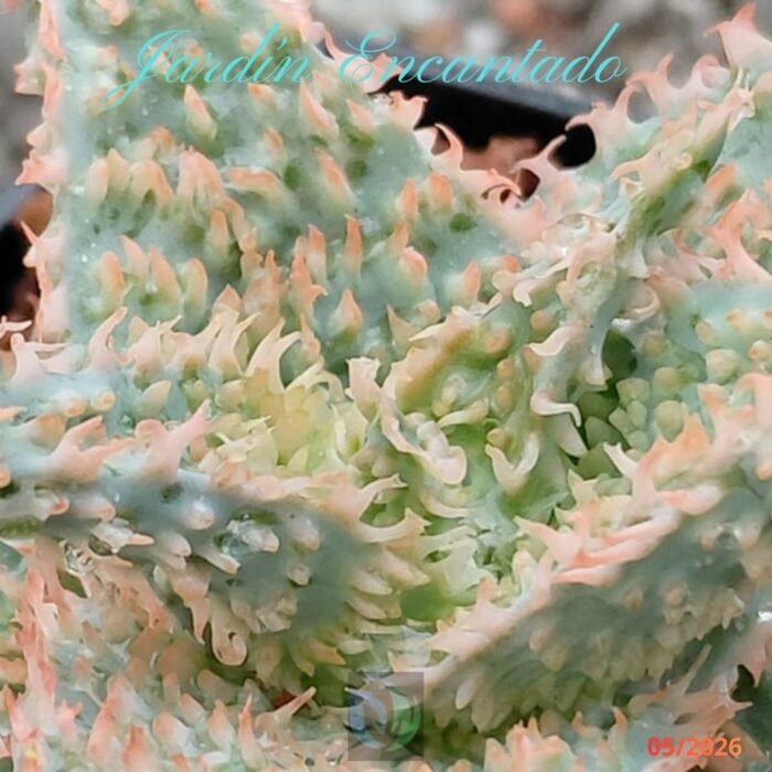 ALOE -193 - - Image 5