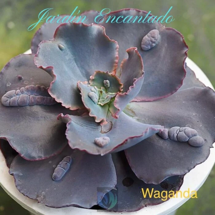 WAGANDA - Image 6