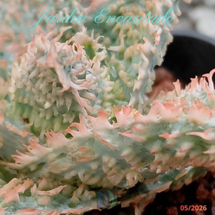 ALOE -193 - - Image 6