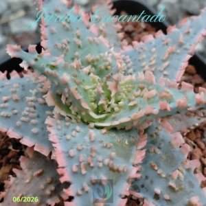 ALOE SERIE 1- 29