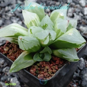 ICE CITY VARIEGADO