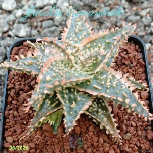 ALOE 189